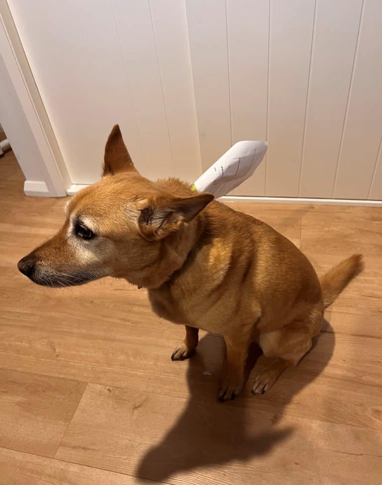 Bruce The Messenger Dog